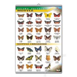 Motyle - Polska Przyroda