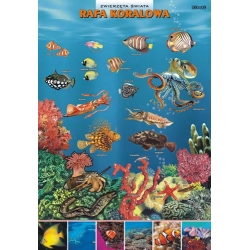 Ekosystem morza ciepłego - Rafa koralowa