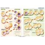 Podstawy genetyki - podział komórek