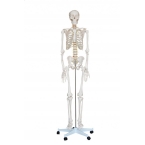 Szkielet człowieka 170 cm (realny rozmiar).