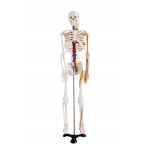 Średni Szkielet z nerwami oraz naczyniami krwionośnymi 85 cm