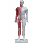 Luksusowy model budowy człowieka z punktami akupunktury (84cm).