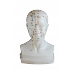 Model głowy-akupunktura.