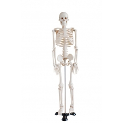 Szkielet człowieka średni 85 cm.