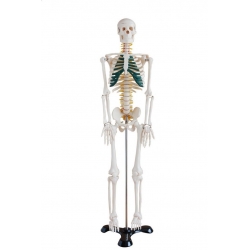Szkielet człowieka średni z nerwami rdzeniowymi 85 cm.