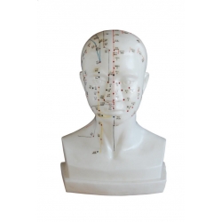 Model głowy-akupunktura.
