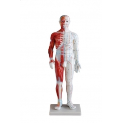 Model budowy człowieka  akupunktura/mięśnie (mężczyzna 60cm).