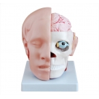 Model przekroju głowy człowieka.