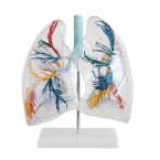 Przezroczysty model płuc.