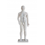 Model budowy człowieka – akupunktura (70cm).
