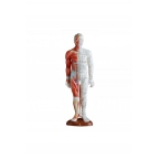 Model budowy człowieka akupunktura/mięśnie (mężczyzna 55cm).