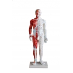 Model budowy człowieka  akupunktura/mięśnie (mężczyzna 60cm).