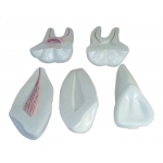 Modele Zębów