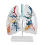 Modele Płuc