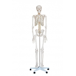 Szkielet człowieka 170 cm (realny rozmiar).