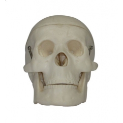 Miniaturowa plastikowa czaszka