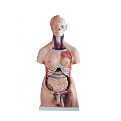 Tors człowieka model anatomiczny