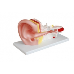 Model ucha środkowego