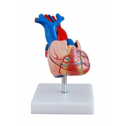 Model serca (rozmiar rzeczywisty).