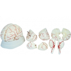 Model mózgu z tętnicami