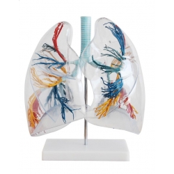 Przezroczysty model płuc.